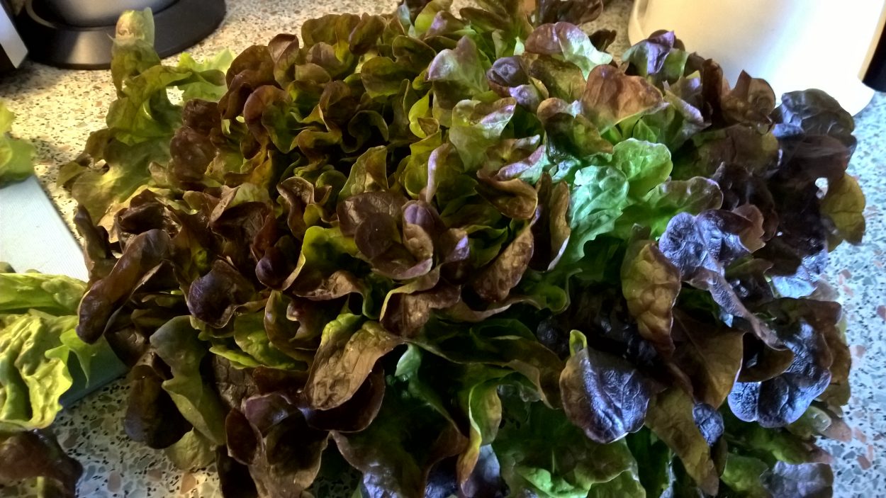 Wirsingrouladen mit Hackfleisch und Eier-Zitronensauce – Cousinamedea